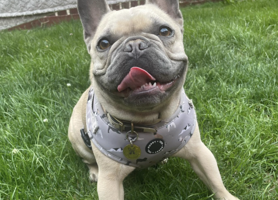 Lilac Fawn French Bulldog Guide Price Names DNA More lilac-fawn-french-bulldog-guide-price-names-dna-more