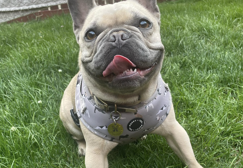 Blue Fawn French Bulldog Guide: Price, DNA, Names & More!