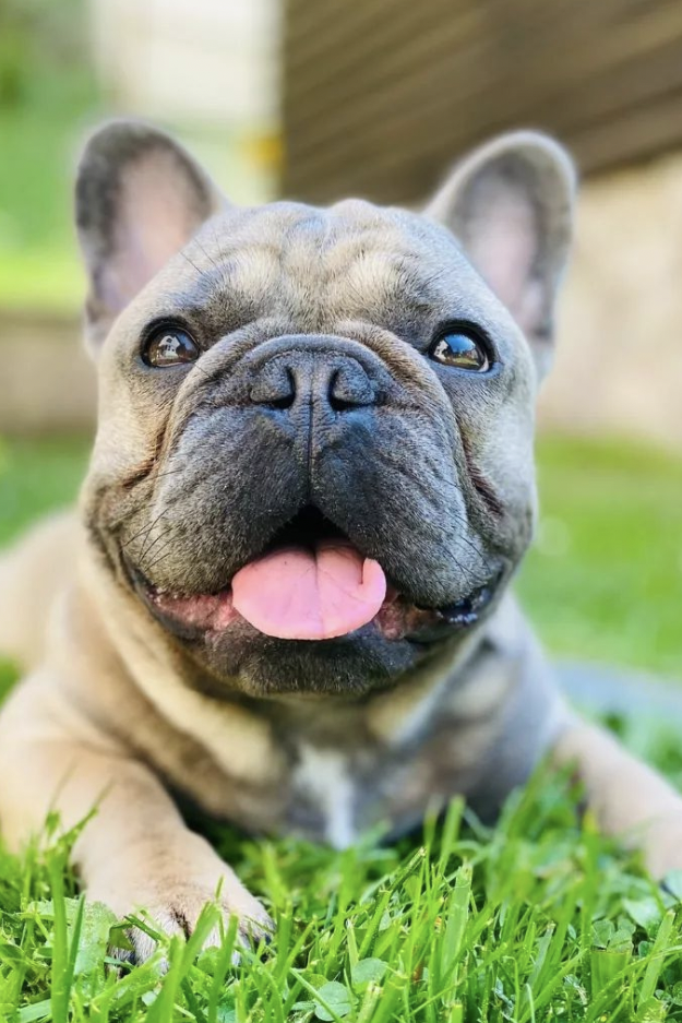 Blue Fawn French Bulldog Guide: Price, DNA, Names & More!