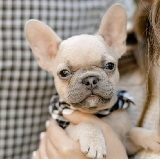 Lilac Fawn French Bulldog Guide: Price, Names, DNA & More!