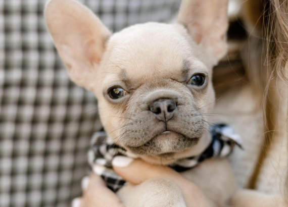 Lilac Fawn French Bulldog Guide Price Names DNA More lilac-fawn-french-bulldog-guide-price-names-dna-more