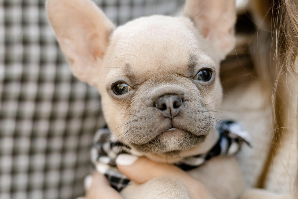 Lilac Fawn French Bulldog Guide: Price, Names, DNA & More!