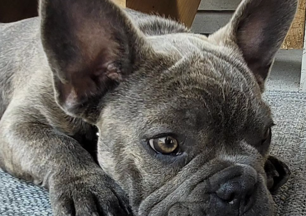 Blue Brindle French Bulldogs: Everything You Need To Know!