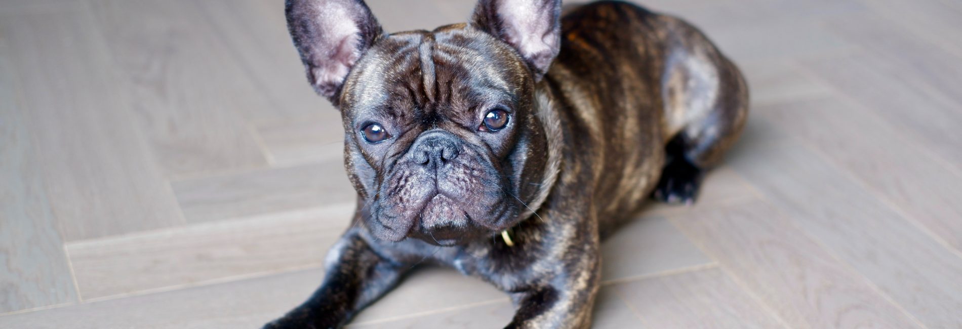 Brindle French Bulldogs (Blue, Black, Reverse, Lilac & More)